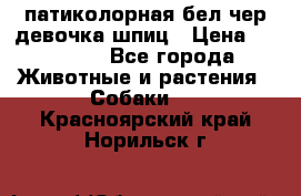 патиколорная бел/чер девочка шпиц › Цена ­ 15 000 - Все города Животные и растения » Собаки   . Красноярский край,Норильск г.